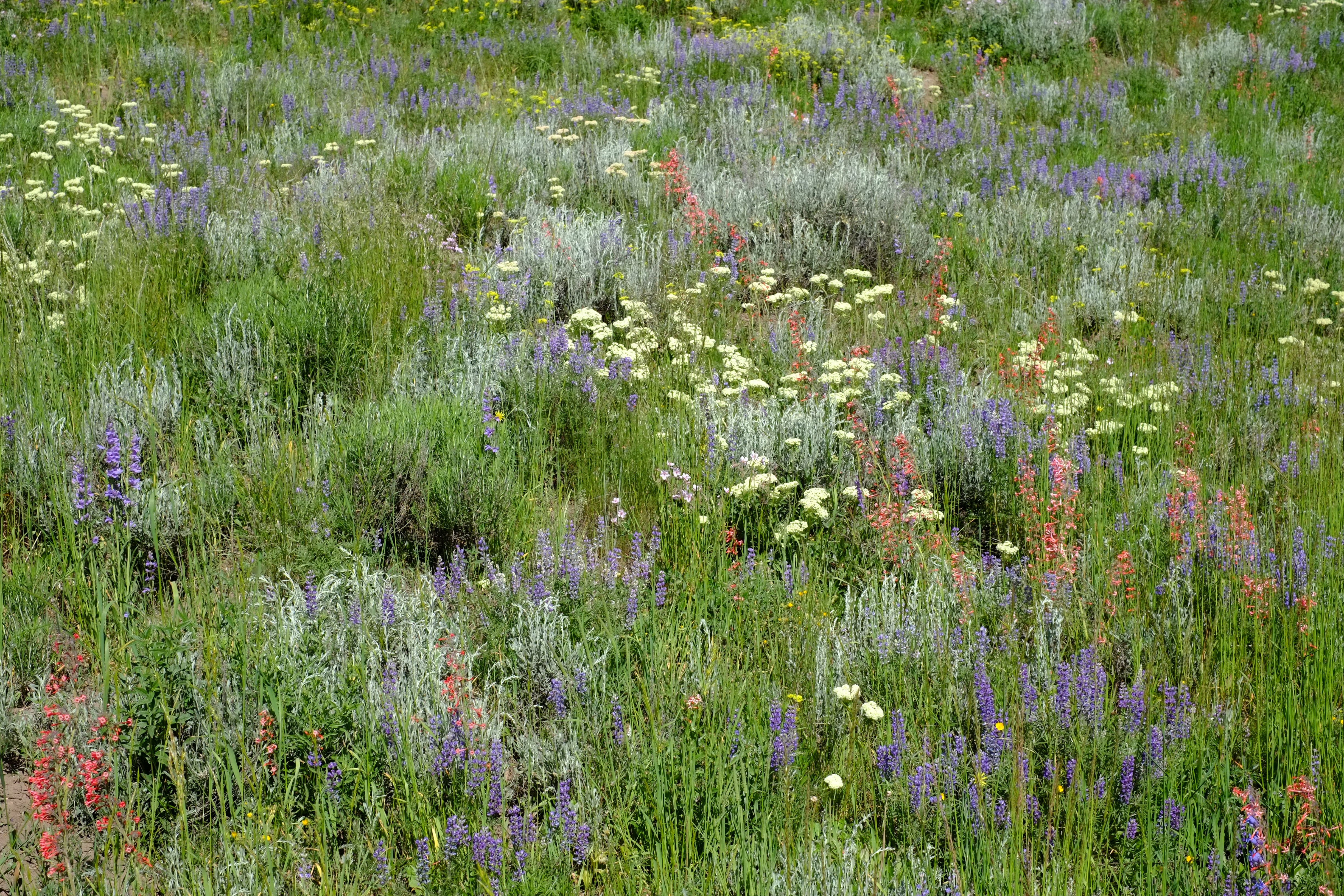 Colorado wildflowers
