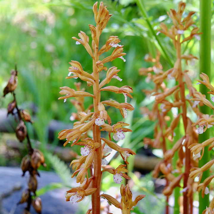 spotted coralroot (Corallorhiza maculata), Gunnison County